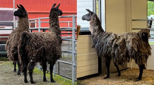 8 ‘fearful’ llamas, including 4-month-old baby, rescued from BC property